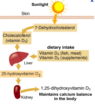 25 Hydroxy Vitamin D